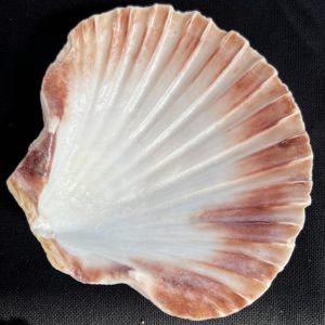 Sint jacobsschelp